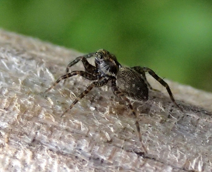 Pardosa sp. - Sernaglia della Battaglia (TV)